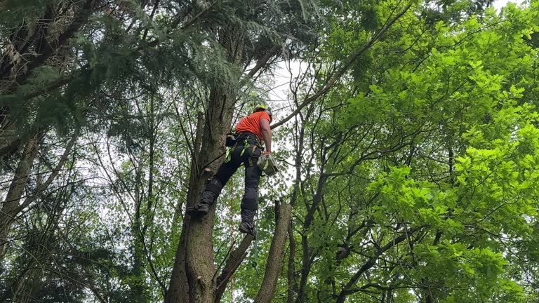 Lake Lure, NC Tree Removal and Landscaping Services Company